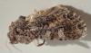 Mamestra brassicae